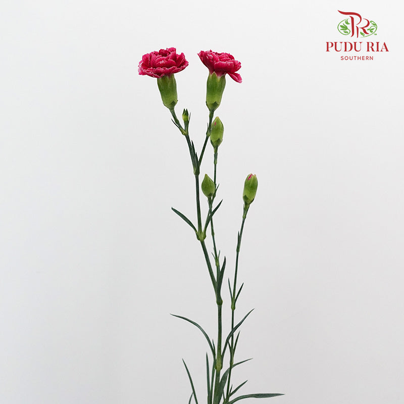 Carnation Spray Violet (18-20 Stems) - Pudu Ria Florist Southern