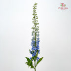 Delphinium Elatum Blue 飞燕草 - (5 Stems)
