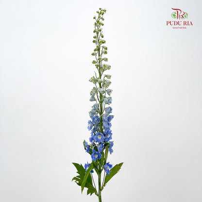 Delphinium Elatum Light Blue - 5 Stems