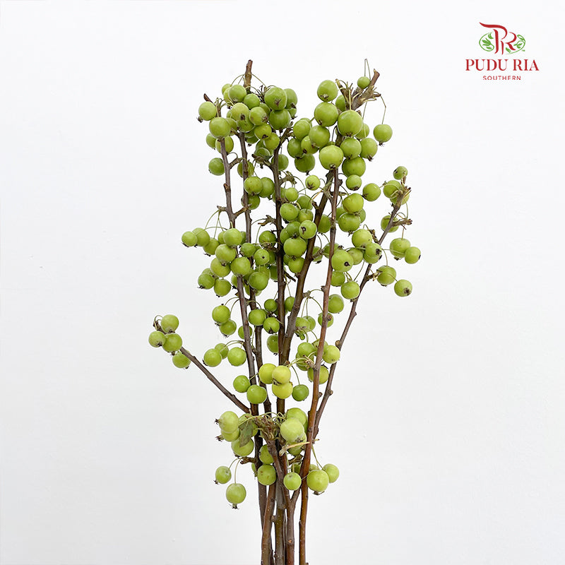 Malus Green - (Per Bundle)