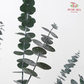 Preservative Eucalyptus Baby Blue - Green