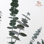 Preservative Eucalyptus Baby Blue - Green
