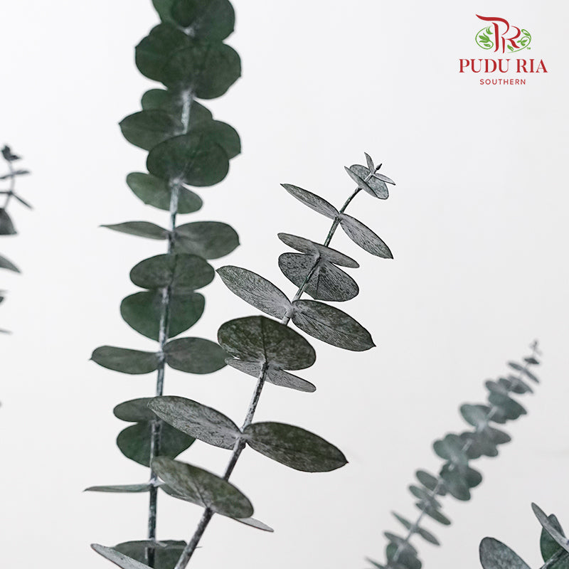 Preservative Eucalyptus Baby Blue - Green