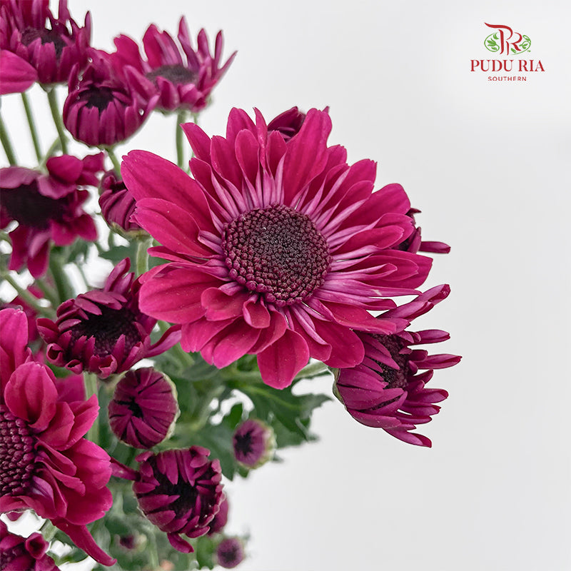 Chrysanthemum Pompom Daisy Dark Purple 1 - (10-12 Stems)