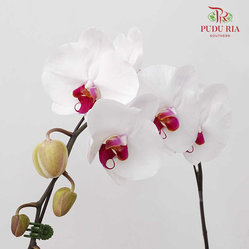 Phalaenopsis Orchid White Purple Big Single Stem