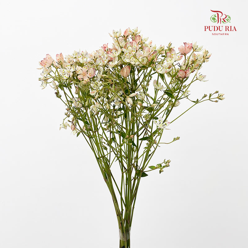 Nirvana Flower - (Per Bundle)