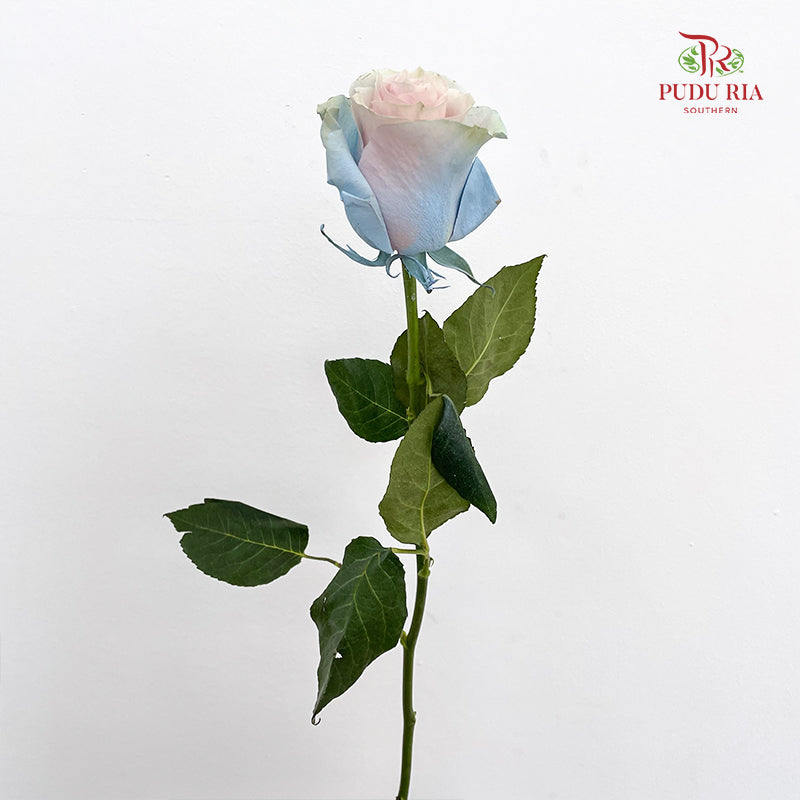 Rose Mondial Dyed Cinderella Star - (8-10 Stems)