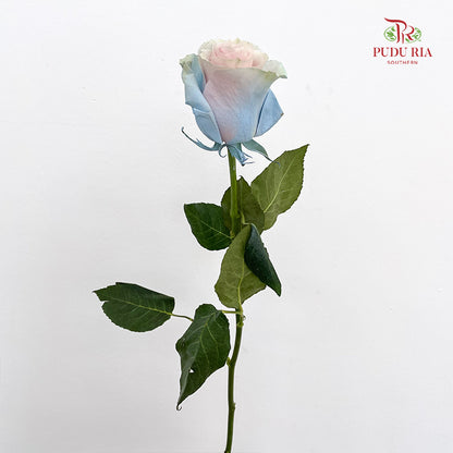 Rose Mondial Dyed Cinderella Star - (8-10 Stems)