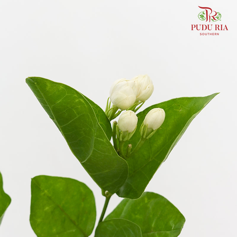 Jasmine Flower 茉莉花 - (Per Bundle)