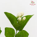 Jasmine Flower 茉莉花 - (Per Bundle)