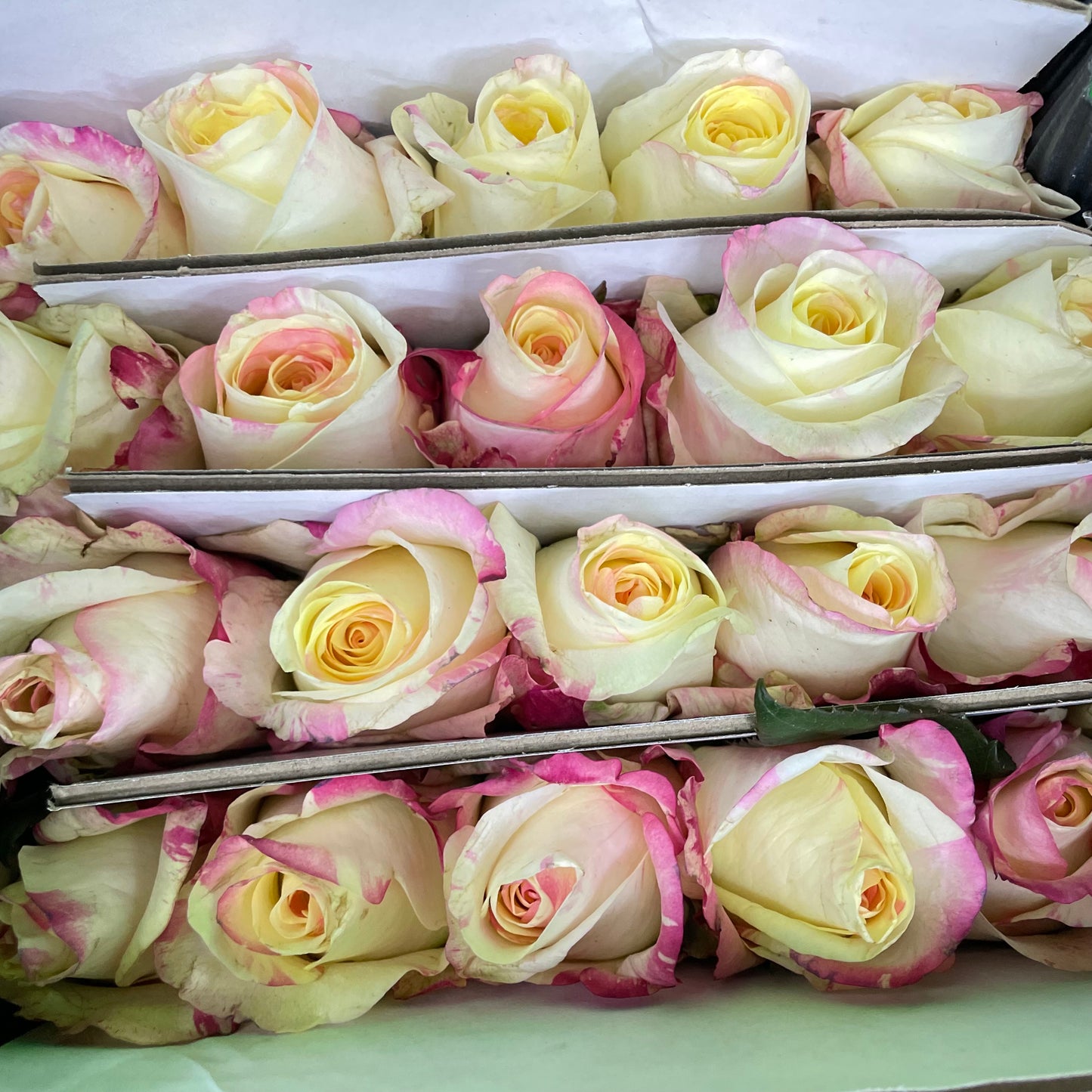 Rose Nichang - (8-10 Stems)