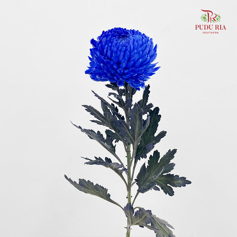 Peony Chrysanthemum Dyed Blue 牡丹菊 - (5 Stems)