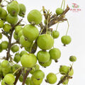 Malus Green - (Per Bundle)