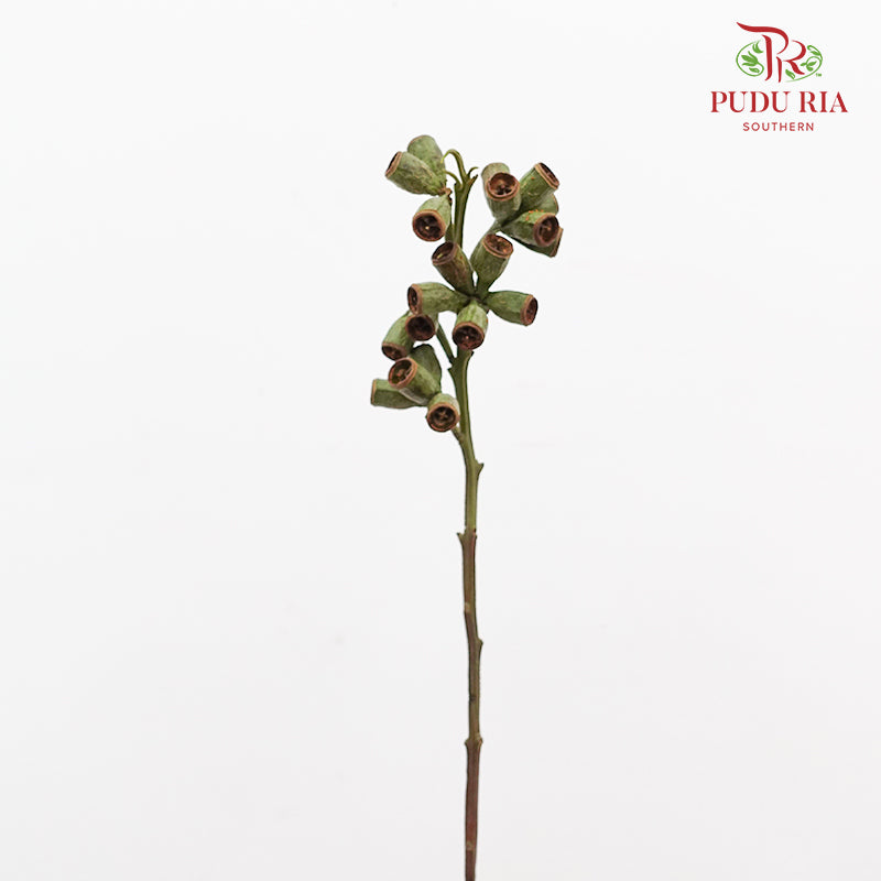 Bellgum (Ambernut Branches) 僵尸果 - (Per Bundle)