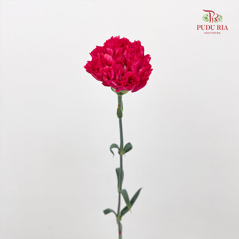 Carnation 康乃馨 Pink - (18-20 Stems)