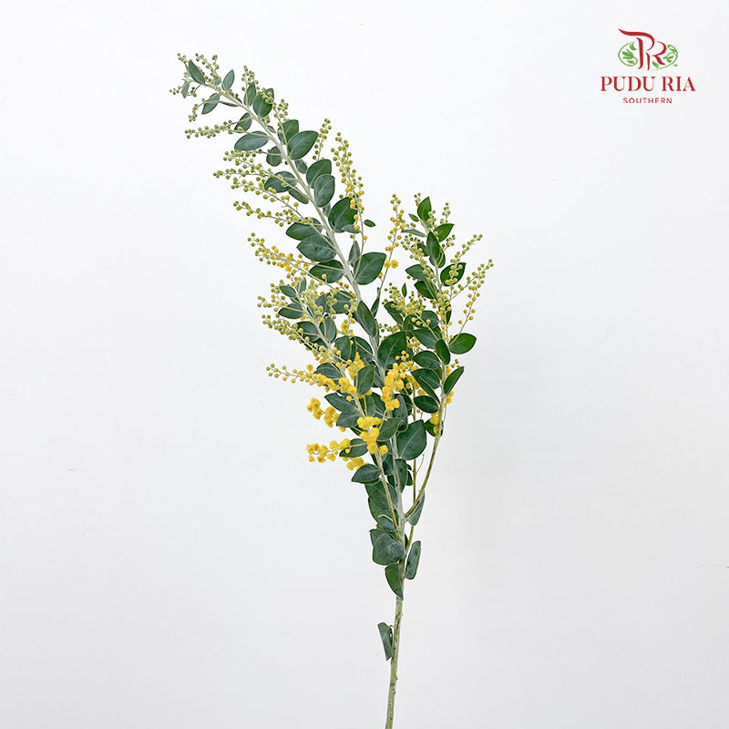 Acacia Mimosa 银叶金合欢 - (Per Bundle)