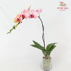 Phalaenopsis Orchid Tone Pink Big Single Stem