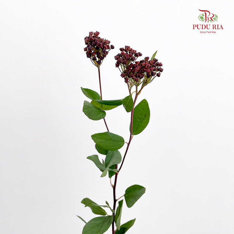 Viburnum Flower 荚蒾 - (Per Bundle)
