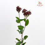 Viburnum Flower 荚蒾 - (Per Bundle)