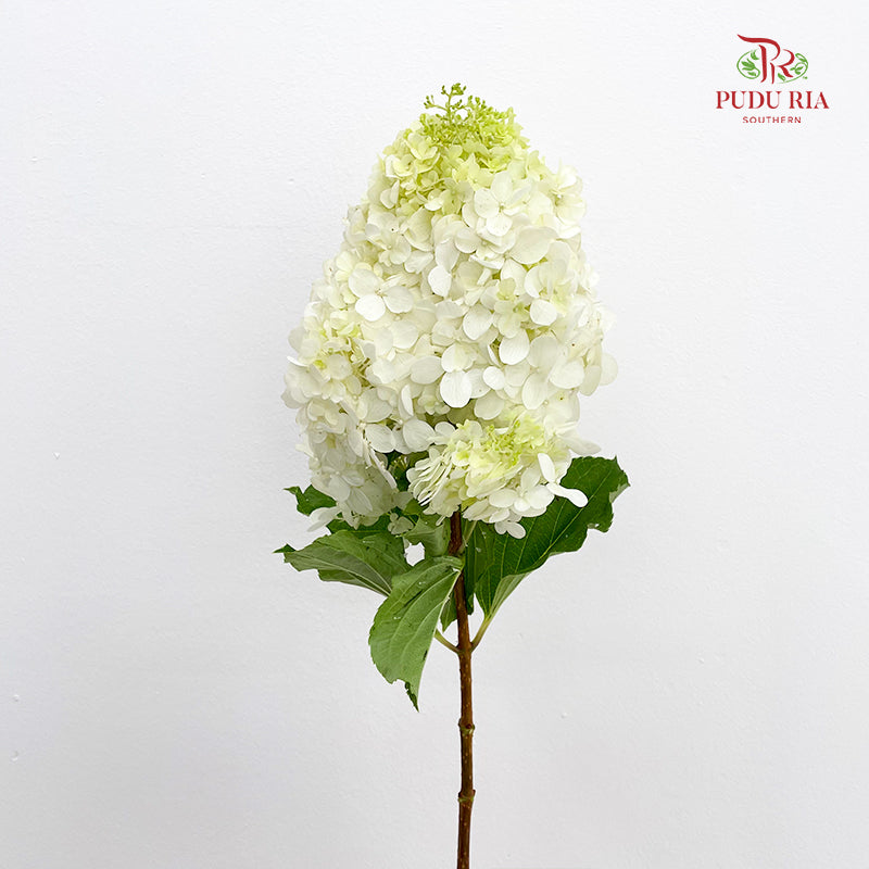 Hydrangea Dyed White 绣球花 - (Per Stem)