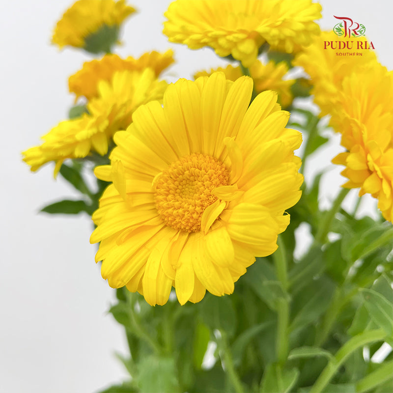 Marigold Yellow - (8-10 Stems)