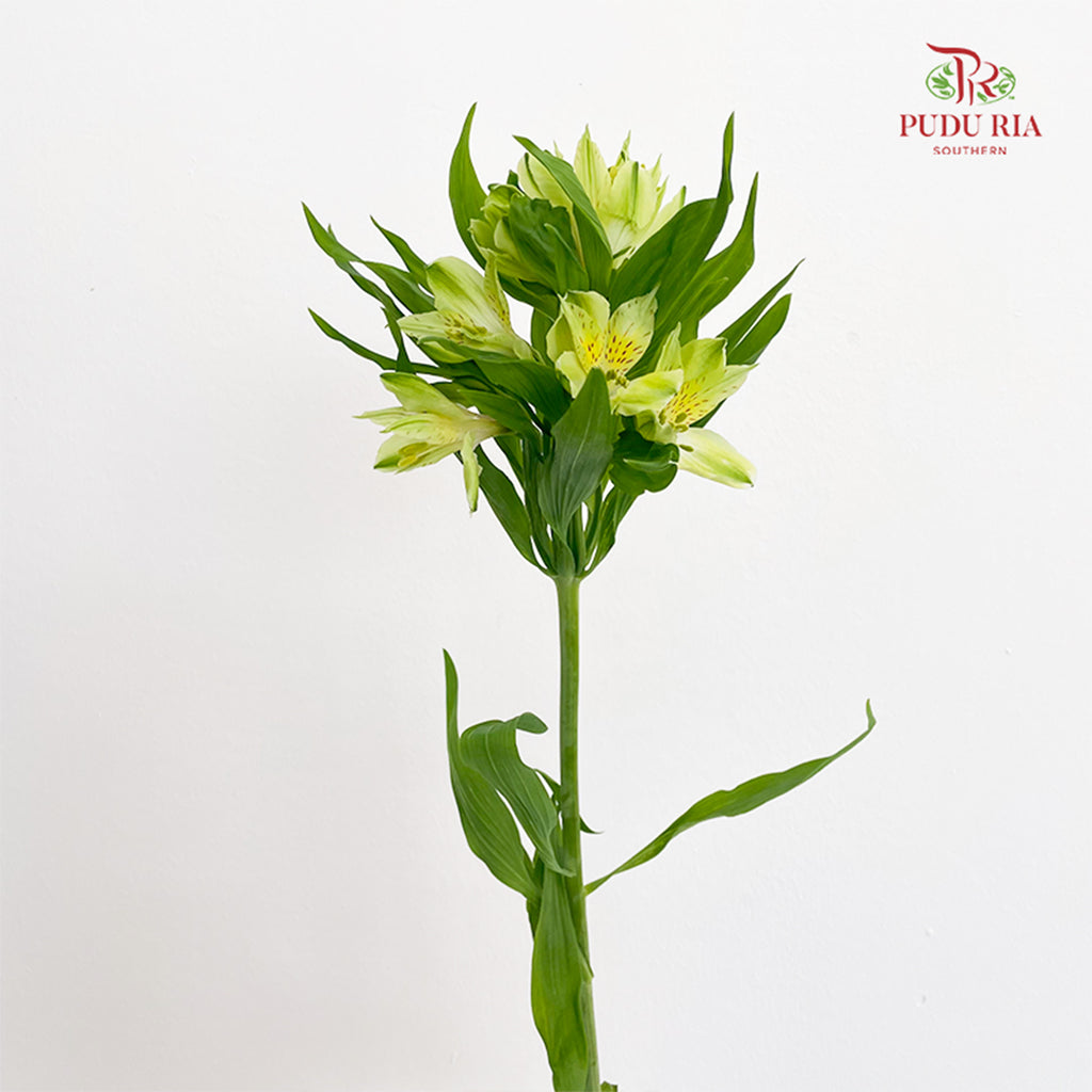 Alstroemeria Lime Light 六出花 - (9-10 Stems)