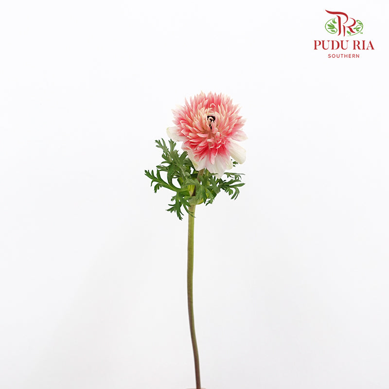 Anemone Pink 银莲花 - (Per Bundle)