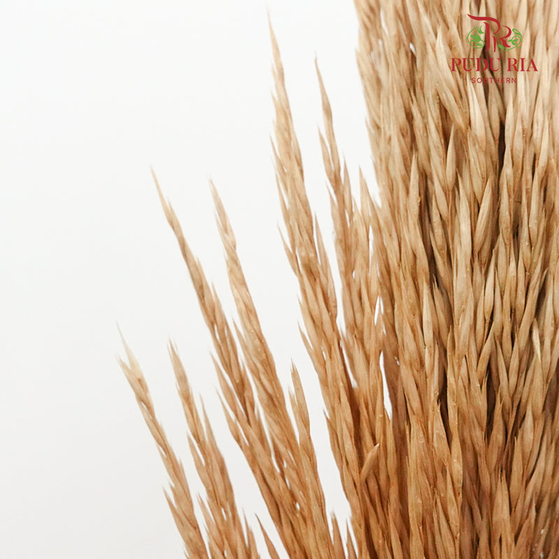 Dry Erianthus - Pudu Ria Florist Southern