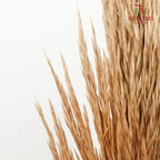 Dry Erianthus - Pudu Ria Florist Southern