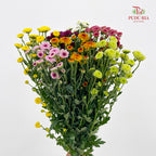 Chrysanthemum Sugar Rush  Santini / Calimero