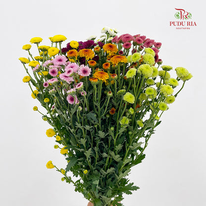 Chrysanthemum Sugar Rush  Santini / Calimero