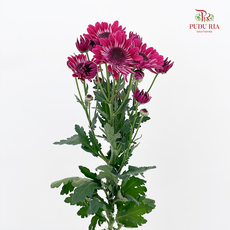 Chrysanthemum Pompom Daisy Dark Purple 1 - (10-12 Stems)