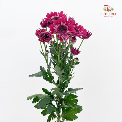 Chrysanthemum Pompom Daisy Dark Purple 1 - (10-12 Stems)