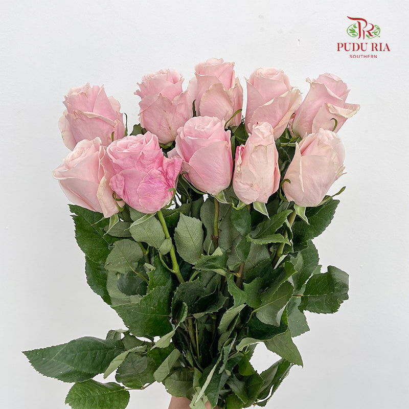 Rose Madonna - (8 - 10 Stems)