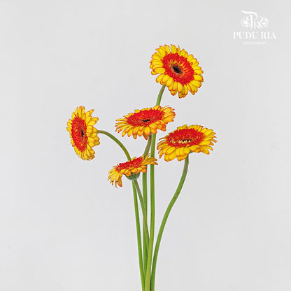 Gerbera Mini Decora - (5 Stems)