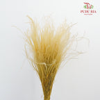 Dry Stipa Grass Yellow - Pudu Ria Florist Southern