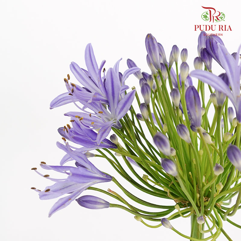 Agapanthus Purple 百子莲属 - (10 Stems)