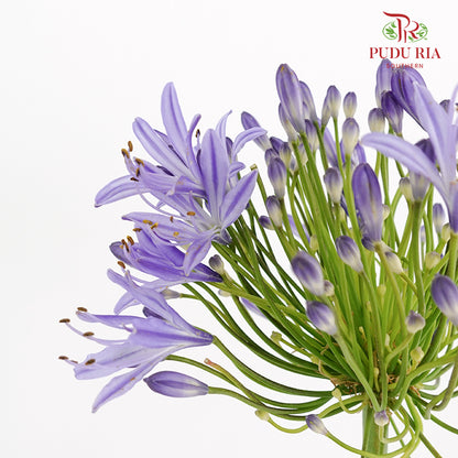 Agapanthus Purple 百子莲属 - (10 Stems)