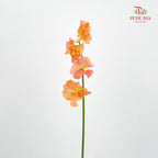 Sweet Pea - (5 Stems)