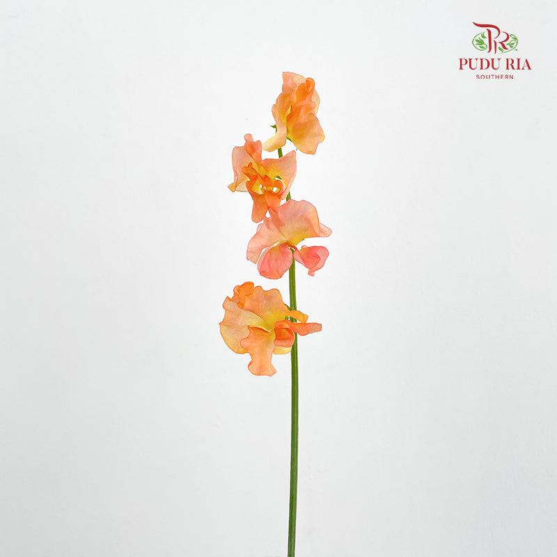 Sweet Pea - (5 Stems)