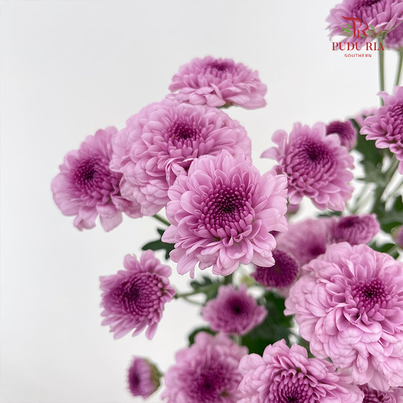 Chrysanthemum Pompom Button Purple - (10-12 Stems)