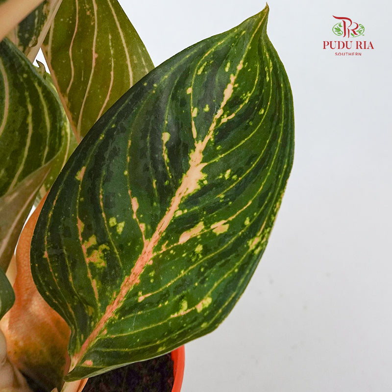 Aglaonema Night Fairy 粗肋草