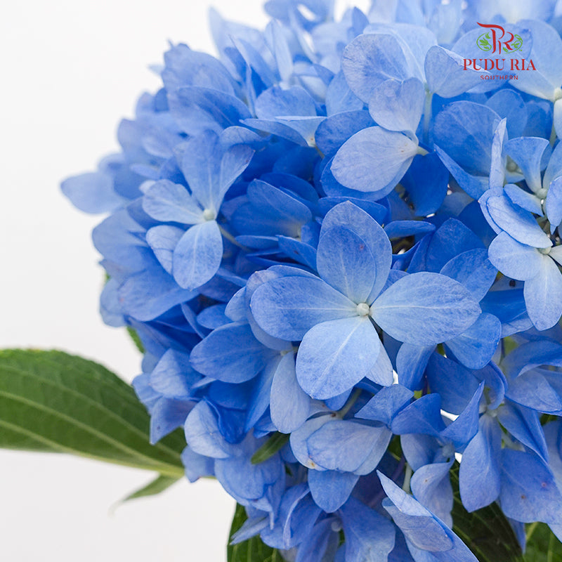 Hydrangea Blue - (Per Stem)