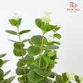 CNY Artificial Eucalyptus Spray 79cm  - Green/Gold (5 Stems)