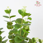 CNY Artificial Eucalyptus Spray 79cm  - Green/Gold (5 Stems)