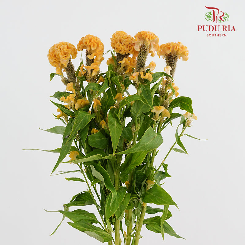 Celosia Yellow 鸡冠花 - (5 Stems)