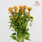Celosia Yellow 鸡冠花 - (5 Stems)