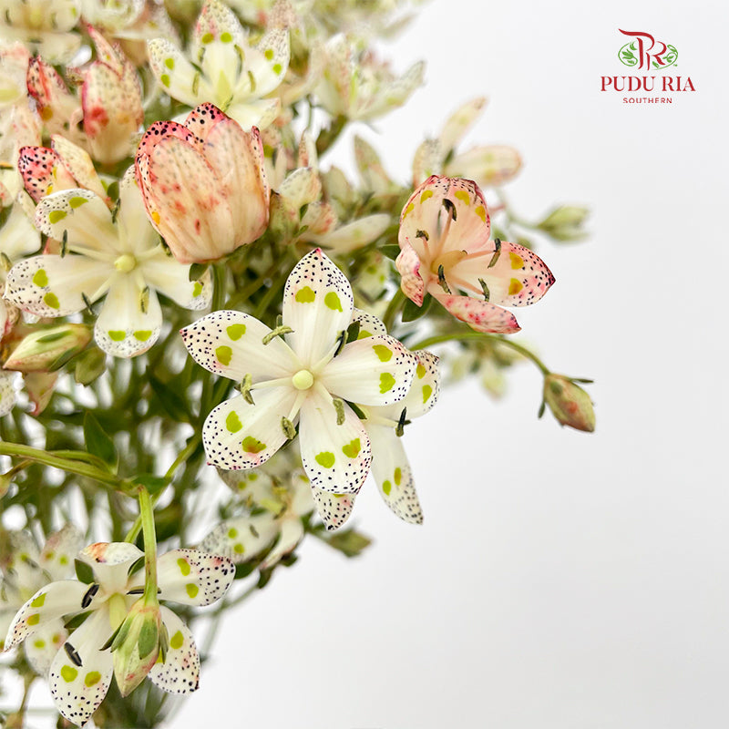 Nirvana Flower - (Per Bundle)