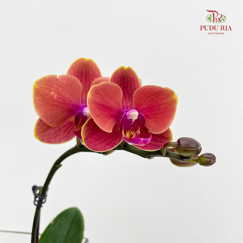 Phalaenopsis Orchid Double Orange