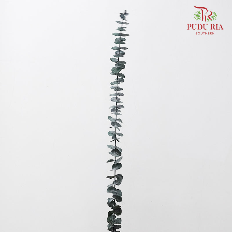 Preservative Eucalyptus Baby Blue - Green